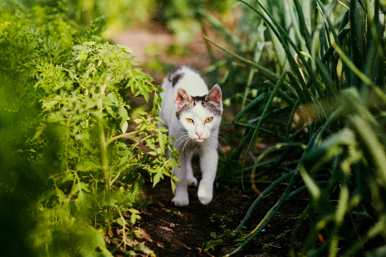 Kissa hiipii puutarhassa