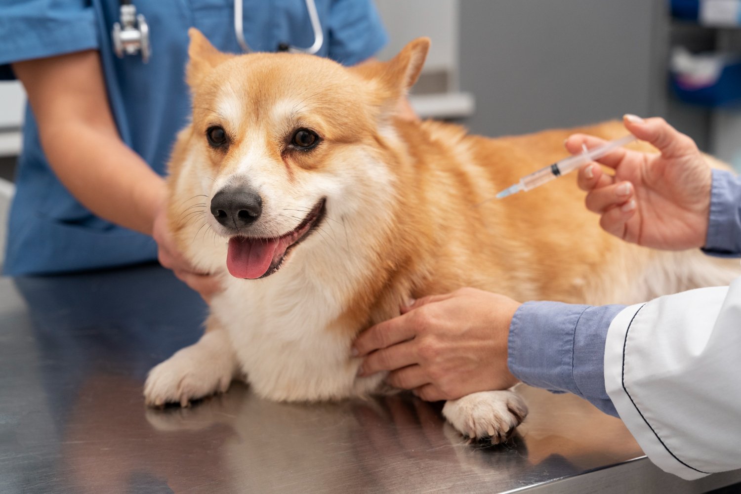 Corgi saa pistoksen eläinlääkärissä